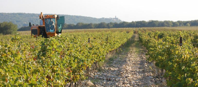 La vigne, un terroir inscrit dans l'identité Tricastine