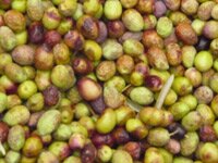 olive